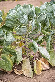 August Prints: Brussels sprouts in a kitchen garden, summer, Moselle, France