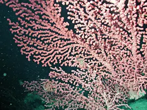 Unitedstates Prints: Bubble gum coral (Paragorgia arborea) and small blue scale worms (Family Polynoidae)