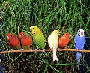 Ornamental Prints: two budgerigar, two fisher's lovebirds