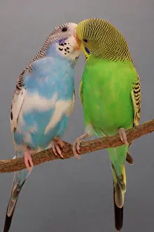 Speak Prints: Budgerigars kissing on a branch