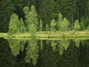 Main Road Prints: Buhlbachsee near Zuflucht, Buhlbach near Baiersbronn