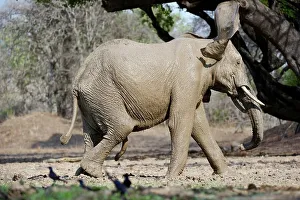 Water Hole Prints: Bull African elephant (Loxodonta africana) having a mud bath at a waterhole on the banks of the Luangwa River