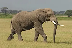 Plains Prints: Bull African Elephant Walking In Plains Amboseli National Park Kenya Africa