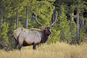 Deer Prints: Bull elk (Cervus elaphus) in a forest, Yellowstone National Park, Wyoming, USA