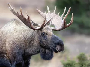 Moose Prints: Bull moose (Alces alces) pauses late in the rut in Southcentral Alaska's Chugach State Park; Alaska