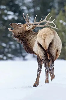 Cervidae Prints: Bull North American Elk (Cervus canadensis)(formely Cervus elephus) bellowing