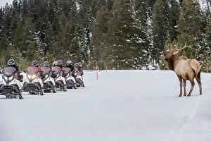 Cervidae Prints: Bull North American Elk (Cervus canadensis)(formely Cervus elephus) watched by tourists on snow mobiles