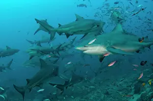 South Pacific Prints: Bull Shark (Carcharhinus leucas), Commercial shark feeding, Benga Lagoon, Viti Levu, Fiji