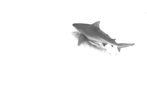 Swimming Animal Prints: Bull shark (Carcharhinus leucas) on annual migration for reproductive purposes