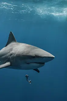 Florida Prints: Bull Shark Swimming with Remora below off Jupiter Inlet, Florida