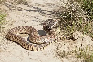 Unitedstates Prints: Bull snake, Pituophis catenifer, badlands, North Dakota, USA