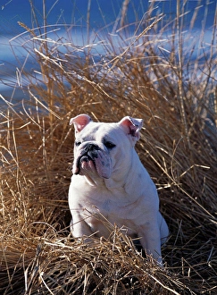 Bulldog Prints: Bulldog, AKC, 1-year-old Button photographed at Anchor Point and owned by Dale Griner of Anchor Point