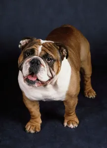 Tough Prints: Bulldog, AKC, 3-year-old Tonka photographed at Randi's studio and owned by Billy