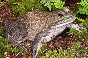 Carnivorous Prints: Bullfrog (Rana catesbeiana) in a forest, Canada