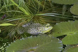 Frog Prints: Bullfrog (Rana catesbiana) in a pond