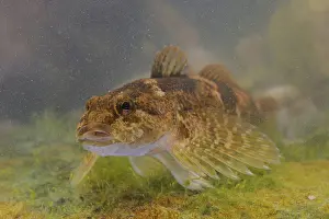 Underwater Prints: Bullhead (Cottus gobio) adult, swimming over rock, Italy, August