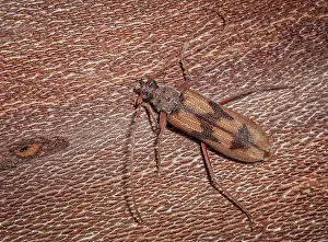 Arthropod Prints: Bullseye Borer (Phoracantha acanthocera)