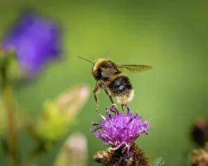 In Flight Prints: A bumblebee taking off from a hardhead flower