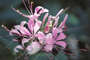India Prints: Bunch of pink color delicate wild flowers Copyright: xRajendraxShukla/DinodiaxPhotox