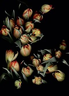 Tulip Prints: Bunch on tulips in front of black background