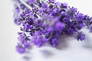 Alternative Therapy Prints: Bundle of Lavender Flowers - Close-up view