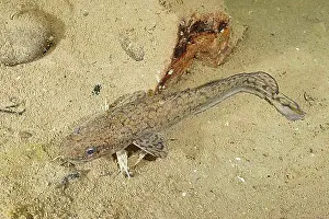 Under Water Prints: Burbot (Lota lota), Rutte, lying on the lake bottom