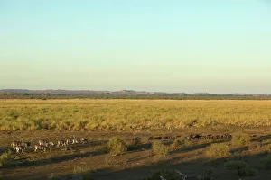 Foal Prints: Burchell's Zebra (Equus burchelli) and Blue Wildebeest (Connochaetes gnou) running at Nel's Vlei