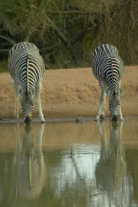 Water Hole Prints: Burchell's Zebra (Equus burchelli) drinking at waterhole
