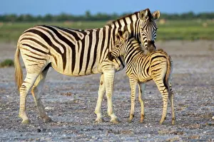 Two Animals Prints: Burchell´s zebra Equus burchelli with foal, Etosha National Park, Namibia