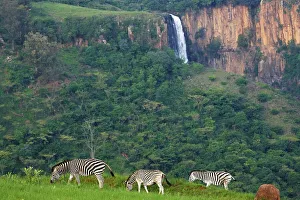 Howick Prints: Burchell's Zebra (Equus burchelli) herd with the Howick Falls in the background