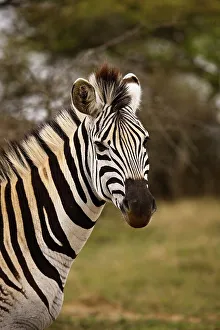 Vertical Photograph Prints: Burchell's Zebra (Equus burchelli) Hluhluwe iMfolozi Park