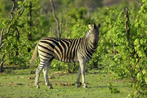 African Bush Prints: Burchell's Zebra (Equus burchelli) standing in Mopane Trees (Colophospermum mopane)