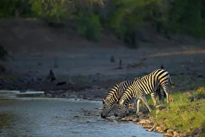 African Bush Prints: Burchell's Zebra (Equus burchelli) at waterhole in Majale River