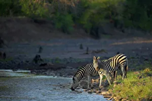African Bush Prints: Burchell's Zebra (Equus burchelli) at waterhole in Majale River