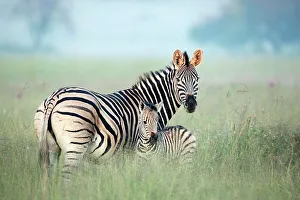 Southafrica Prints: Burchell's Zebra (Equus burchellii) mother and foal in tall grass