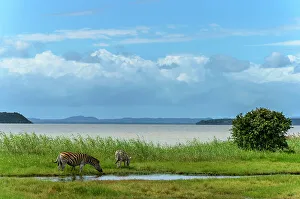 Kwazulunatal Prints: Burchell's zebra (Equus quagga burchellii) grazing with Hell's Gates at False Bay Park in the background
