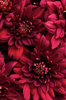 Valentines Prints: Burgundy chrysanthemum flowers close up