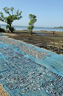 Fisherman Prints: Burma Myanmar Bengal's bay Chaungta beach small fishes are drying on a blue net