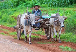 Carry Prints: Burmese farmer riding ox cart in Shan state Myanmar
