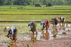 Rice Prints: Burmese women with a bamboo hats