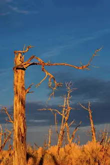 Bald Prints: Burnt and charred trees and plants in the evening light on the Mesa Verde National Park