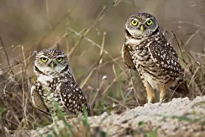 Florida Prints: Burrowing owl, Athene cunicularia, Cape Coral, Florida