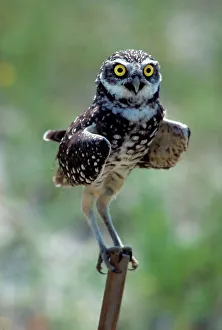 Burrowing owl (Speotyto cunicularia), Florida, USA