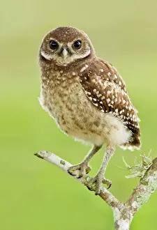 Focus On Foreground Prints: Burrowing owlet (Athene Cunicularia) perching on branch
