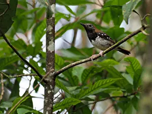 Wildtiere Prints: Burudrossel, Buru-Drossel Geokichla dumasi