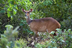 Kruger Prints: Bushbuck (Imbabala) (Tragelaphus sylvaticus) female
