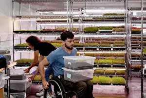 Determined Prints: Business owner in a wheelchair working in a microgreens business with a variety of microgreens growing in trays under