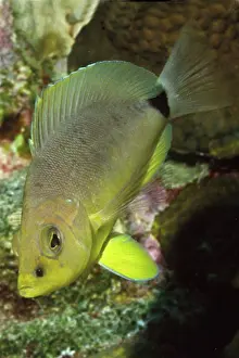 Butter Prints: Butter Hamlet Hypoplectrus unicolor Bonaire Netherlands Antilles