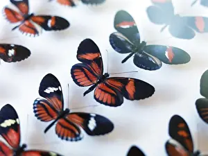 Colourful Prints: Butterfly collection