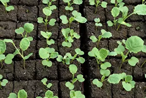 Afrasia Prints: Cabbage rutabaga sowing under shelter France